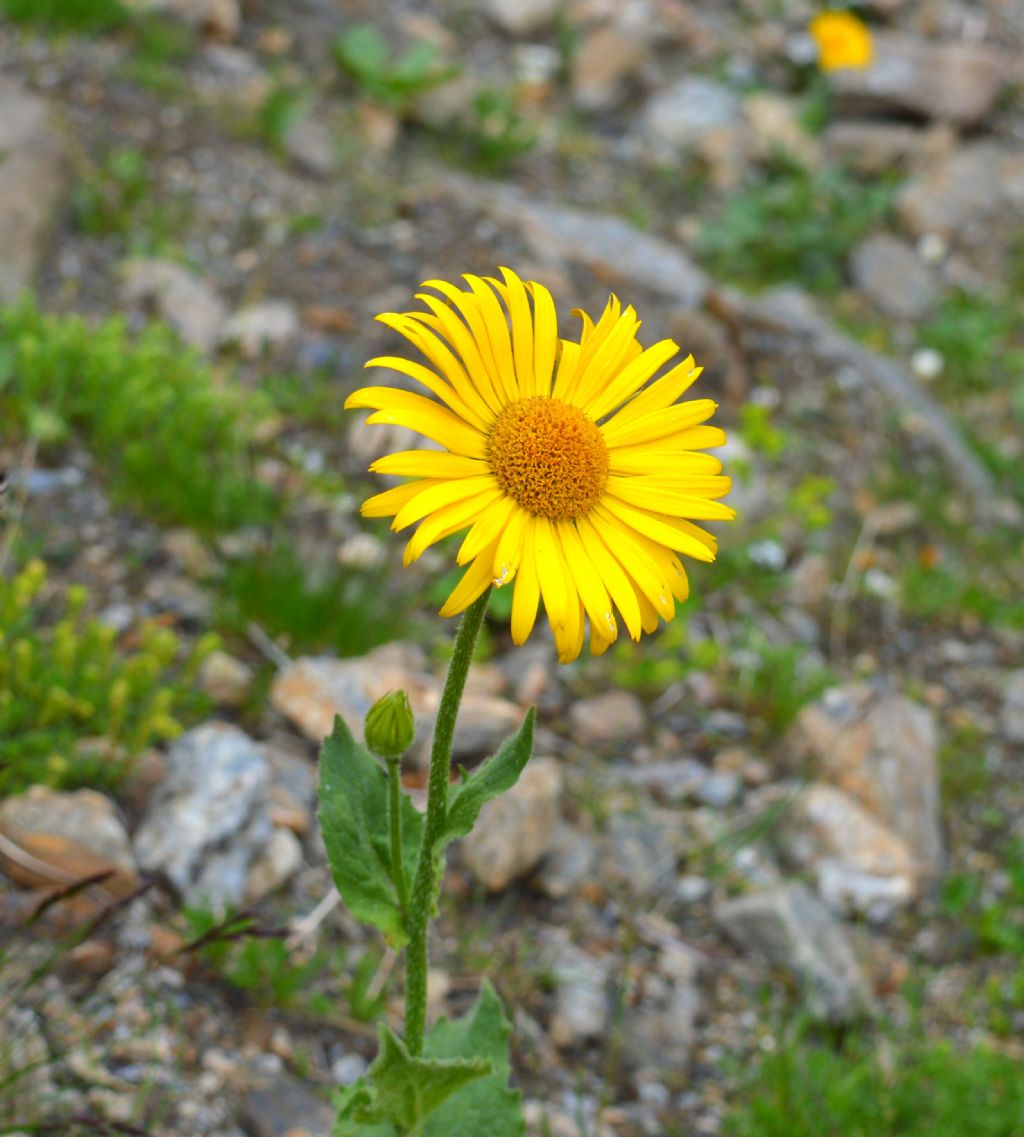 Doronicum grandiflorum / Doronico dei macereti
